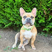 Loopy a rejoint le concours — aidez-le/la à gagner de superbes lots ! dog, french_bulldog, pet, outdoor, greenery, bush, collar, animal, canine, sitting, ground, nature, fur, ears, portrait, alert, daylight, cute, tan, expression