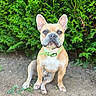 dog, french_bulldog, pet, outdoor, greenery, bush, collar, animal, canine, sitting, ground, nature, fur, ears, portrait, alert, daylight, cute, tan, expression