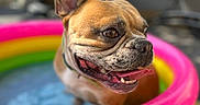 Loopy participe au concours pour gagner de l'argent avec cette photo : dog, french_bulldog, inflatable_pool, water, tongue_out, pet, summer, outdoor, happy, playful, closeup, pink, yellow, green, blurred_background, canine, animal, snout, ears, portrait