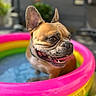 dog, french_bulldog, inflatable_pool, water, tongue_out, pet, summer, outdoor, happy, playful, closeup, pink, yellow, green, blurred_background, canine, animal, snout, ears, portrait