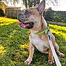Loopy participe au concours pour gagner de l'argent avec cette photo : dog, french_bulldog, pet, grass, outdoor, sunlight, collar, leash, animal, canine, tongue_out, happy, nature, tree, yard, fence, greenery, daytime, sitting, closeup