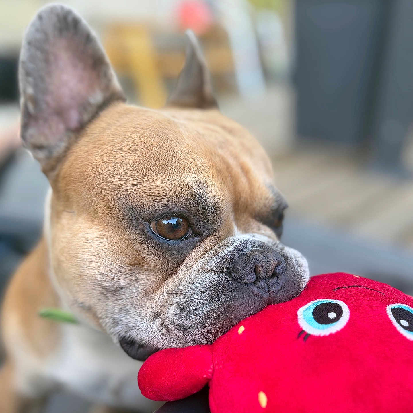 Loopy participe au concours pour gagner de l'argent avec cette photo : dog, french_bulldog, close_up, toy, plush, red, strawberry, animal, pet, brown, white, ears, snout, nose, indoor, blurred_background, cute, resting, soft_toy, expression