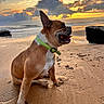 Loopy participe au concours pour gagner de l'argent avec cette photo : dog, french_bulldog, beach, sunset, sand, ocean, waves, clouds, collar, pet, animal, outdoor, nature, water, sky, sunlight, reflection, happy, sitting, landscape