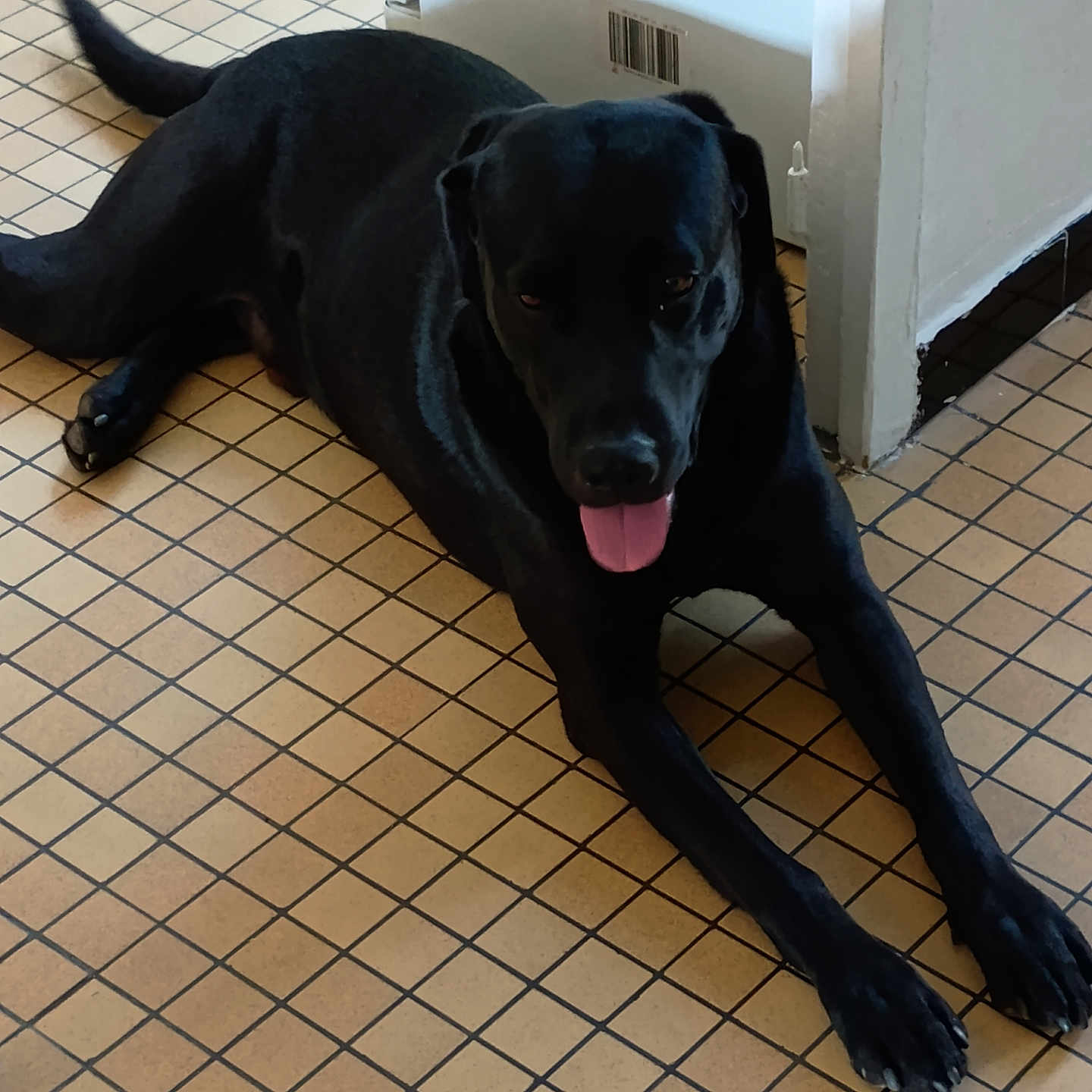 Roméo participe au concours pour gagner de l'argent avec cette photo : animal, black_dog, canine, companion, dog, domestic_animal, ears, floor_tiles, four_legs, fur, indoor, lying_down, paw, pet, relaxed, resting, snout, tail, tile_floor, tongue_out