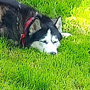 Rocky participe au concours pour gagner de l'argent avec cette photo : dog, husky, grass, outdoor, pet, resting, collar, canine, animal, nature, green, fur, laying, relaxing, daylight, mammal, domestic_animal, quiet, peaceful, side_view