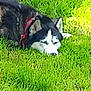 dog, husky, grass, outdoor, pet, resting, collar, canine, animal, nature, green, fur, laying, relaxing, daylight, mammal, domestic_animal, quiet, peaceful, side_view