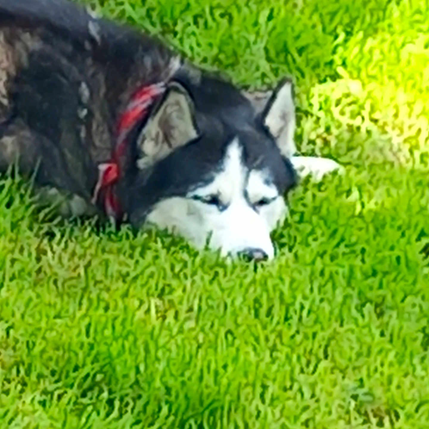 Rocky participe au concours pour gagner de l'argent avec cette photo : animal, canine, collar, daylight, dog, domestic_animal, fur, grass, green, husky, laying, mammal, nature, outdoor, peaceful, pet, quiet, relaxing, resting, side_view