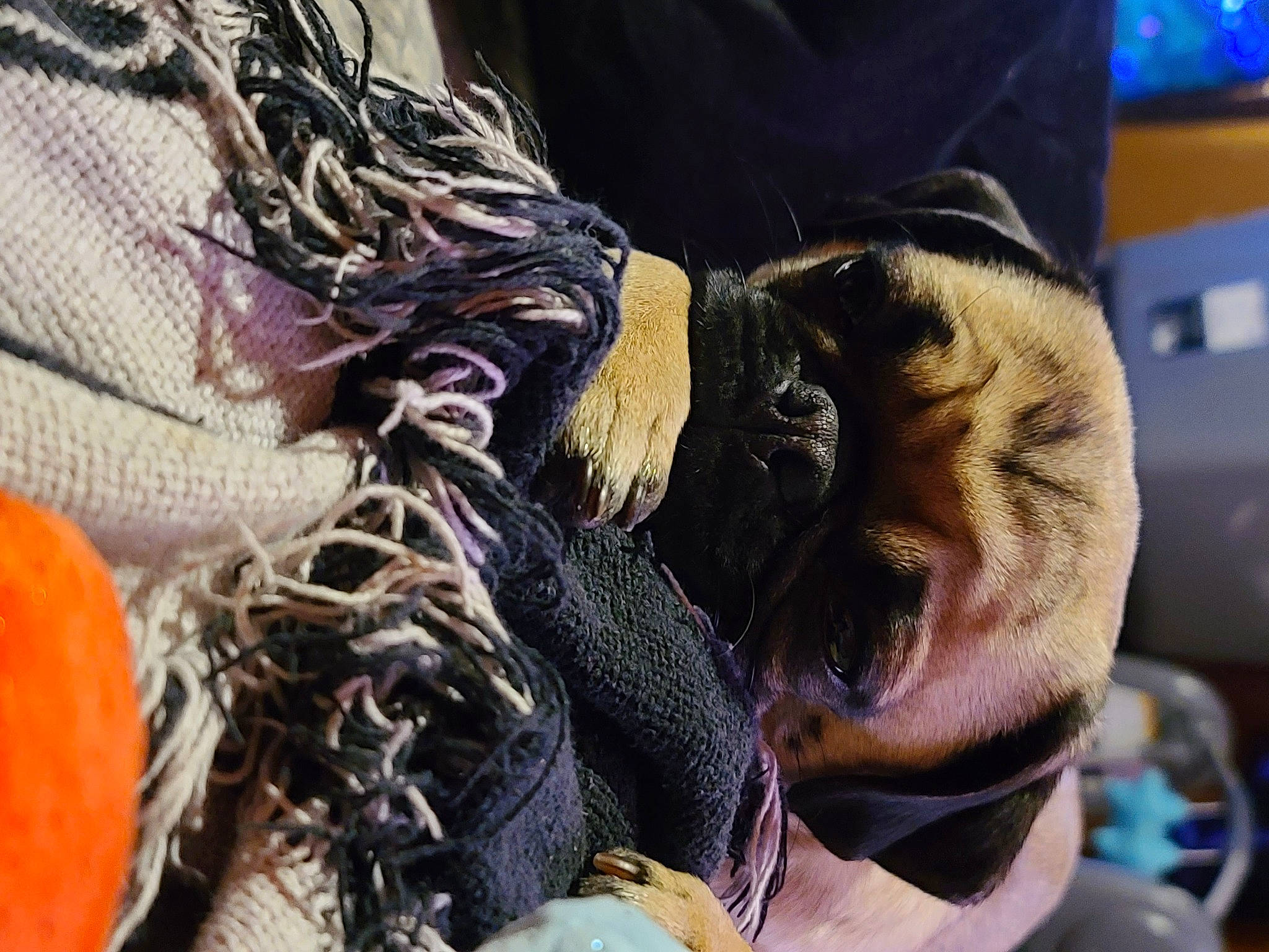 Bean joined the competition — help win amazing prizes! audio_equipment, bag, carnivore, claw, companion_dog, dog_breed, eyewear, fashion_accessory, felidae, fur, glove, hat, human_leg, personal_protective_equipment, rope, small_to_medium_sized_cats, sunglasses, thread, whiskers, wool