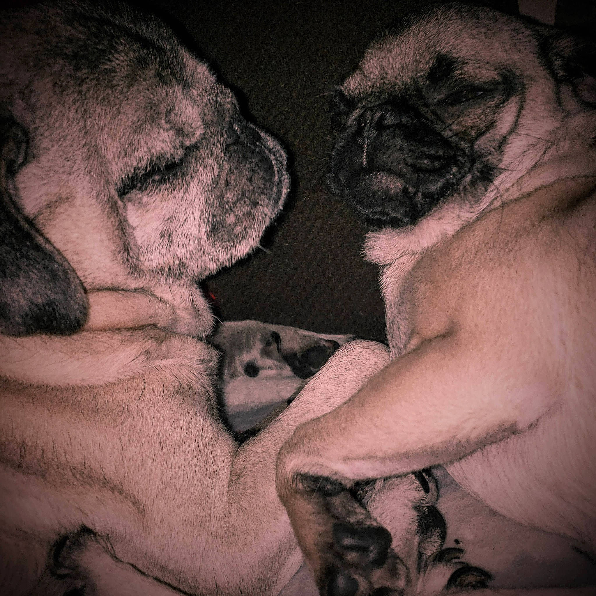 Bean joined the competition — help win amazing prizes! canidae, carnivore, chest, cloud, comfort, companion_dog, darkness, dog, dog_breed, fawn, gesture, interaction, jaw, monochrome, monochrome_photography, muscle, snout, sporting_group, working_animal, wrinkle