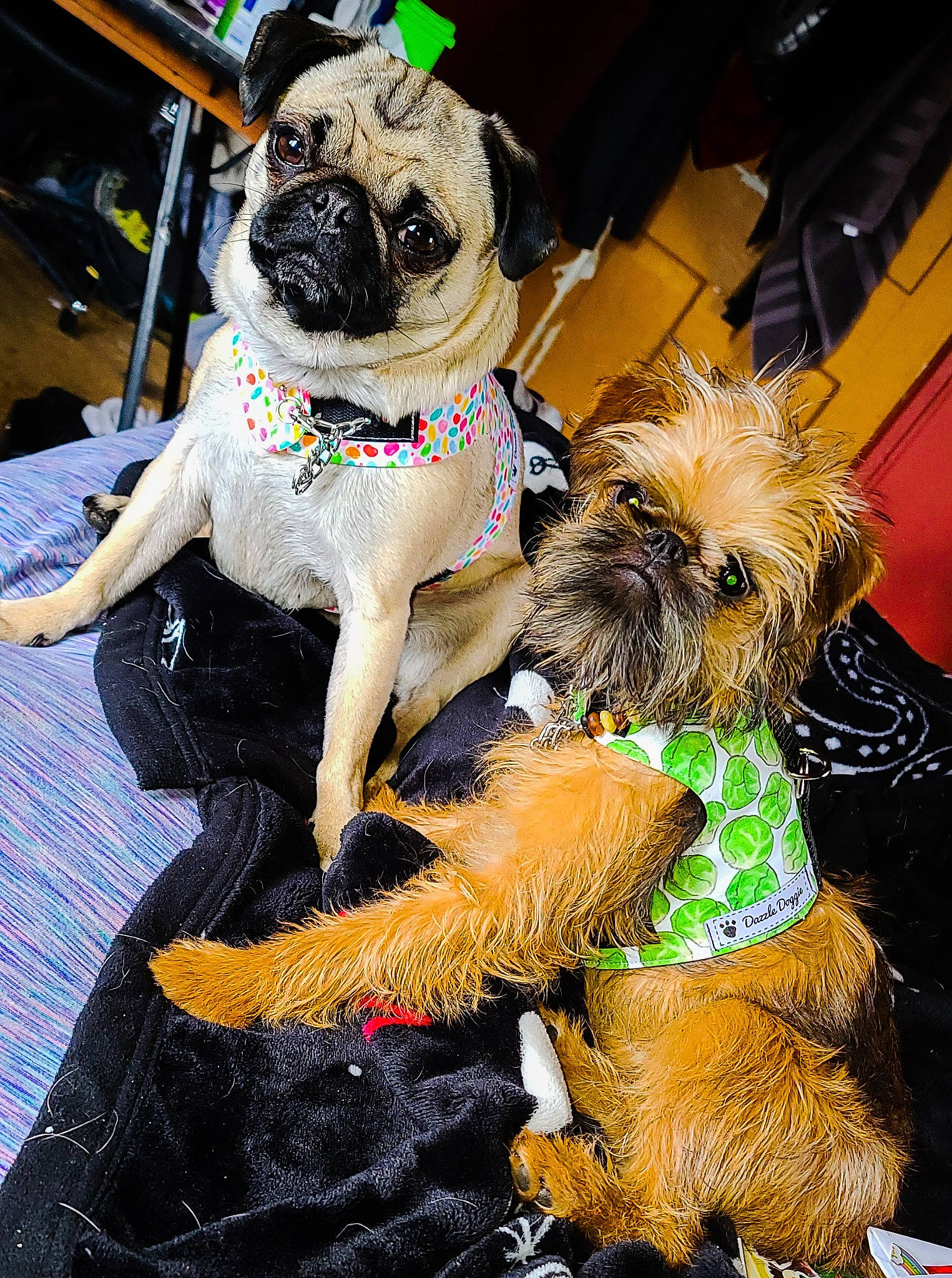 Sprout is registered to the contest to win money with this photo: canidae, carnivore, collar, companion_dog, dog, dog_breed, dog_clothes, dog_collar, dog_supply, fawn, leash, pet_supply, pug, snout, sporting_group, sunglasses, toy_dog, water_dog, working_animal, wrinkle