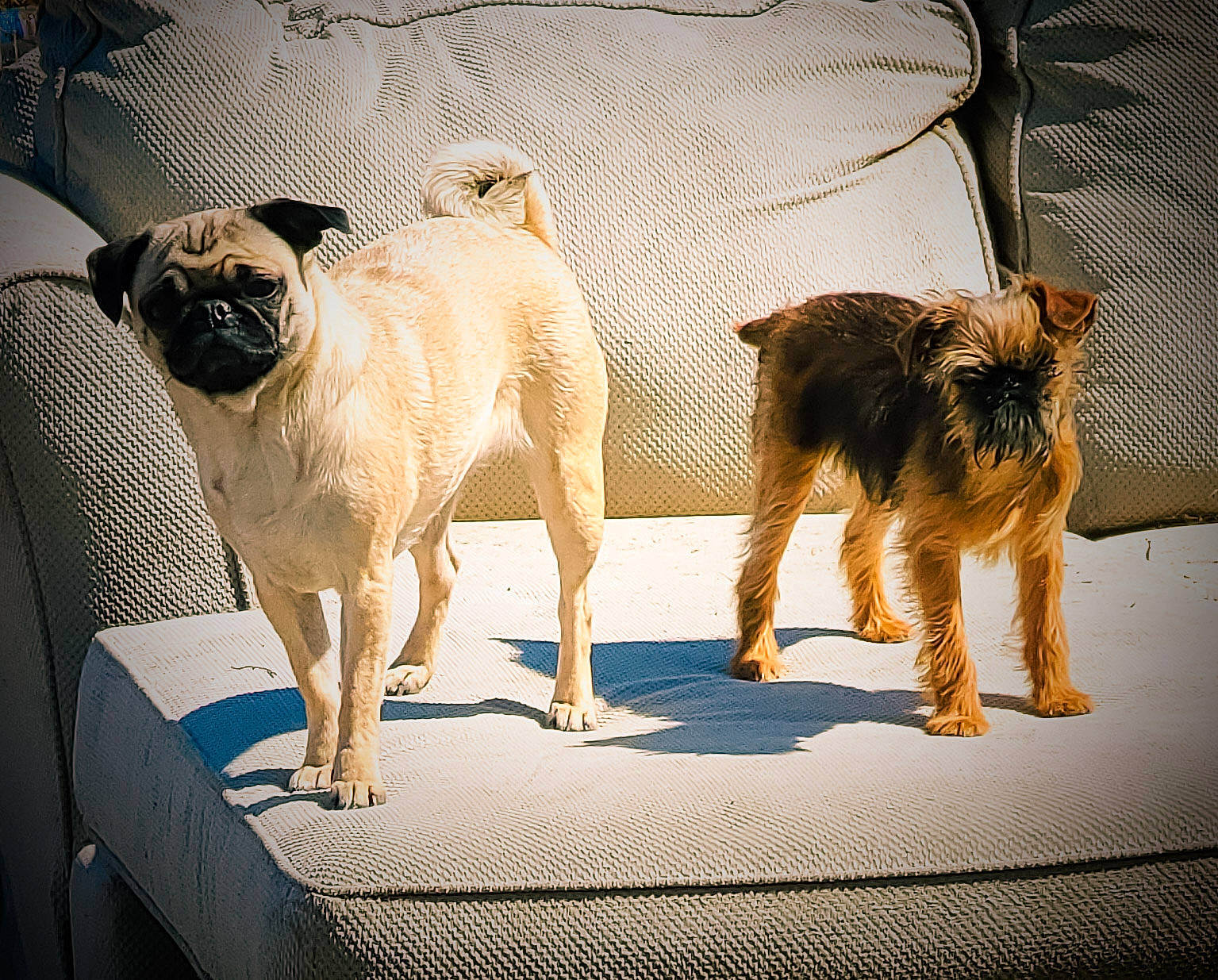 Sprout joined the competition — help win amazing prizes! ancient_dog_breeds, canidae, carnivore, comfort, companion_dog, couch, dog, dog_breed, dog_supply, fawn, flooring, fur, paw, pug, rectangle, small_terrier, sporting_group, tail, toy_dog, working_animal