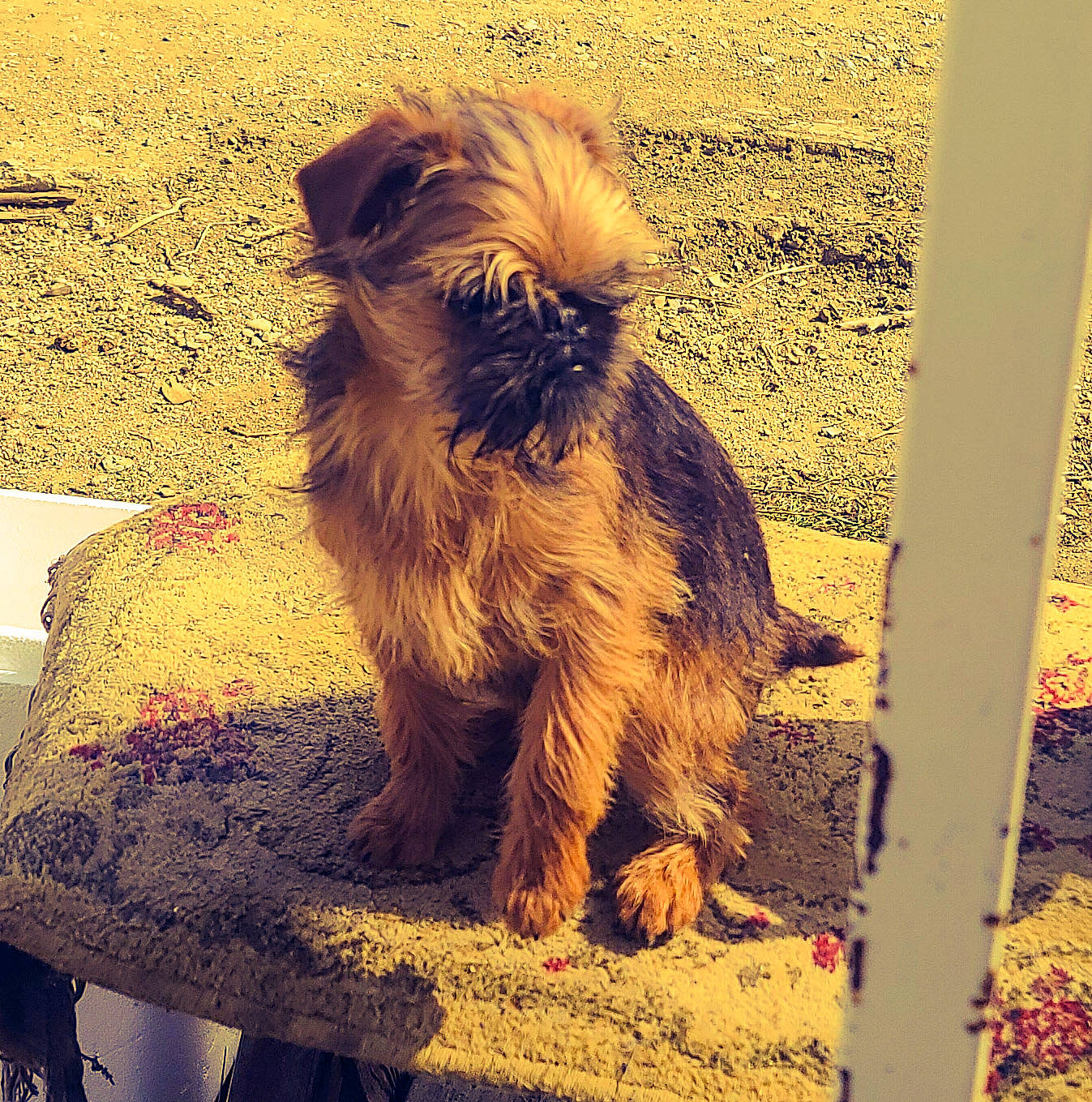 Sprout joined the competition — help win amazing prizes! canidae, carnivore, companion_dog, dog, dog_breed, fawn, fur, happy, liver, small_terrier, snout, sporting_group, tail, terrestrial_animal, terrier, tints_and_shades, toy_dog, water_dog, working_animal, yellow