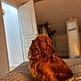 animal, bed, blanket, cozy, dog, domestic, focused, furniture, golden_brown, home, indoor, long_fur, mirror, open_door, pet, portrait, relaxing, side_view, warm_lighting, wavy_fur