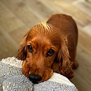 Valya participe au concours pour gagner de l'argent avec cette photo : adorable, animal, brown_coat, companion, curious, cute, dog, domestic_animal, ears, fur, indoor, looking_up, pet, playful, plush_toy, puppy, snout, soft_texture, wooden_floor, young_dog