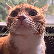 Pitir joined the competition — help win amazing prizes! cat, orange_cat, white_fur, close_up, whiskers, face, pet, animal, indoor, window, curious, feline, soft_light, portrait, mammal, ears, nose, fur, eyes