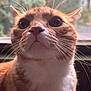 cat, orange_cat, white_fur, close_up, whiskers, face, pet, animal, indoor, window, curious, feline, soft_light, portrait, mammal, ears, nose, fur, eyes