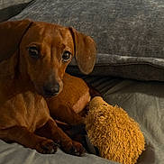 Mommas is registered to the contest to win money with this photo: animal, brown_dog, companion, couch, cozy, cute, dachshund, dog, domestic_animal, fur, indoor, looking_at_camera, pet, pillow, plush_toy, relaxing, resting, small_dog, soft_texture, toy