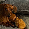animal, brown_dog, companion, couch, cozy, cute, dachshund, dog, domestic_animal, fur, indoor, looking_at_camera, pet, pillow, plush_toy, relaxing, resting, small_dog, soft_texture, toy