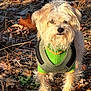 Toffy is registered to the contest to win money with this photo: alert, animal, brown, canine, cute, dog, dry_leaves, fall_season, forest_floor, fur, grass, green_sweater, nature, outdoor, pet, scruffy, small_dog, standing, sunlight, twigs