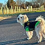 black, blurred_background, canine, curious, daytime, dog, fur, green, leash, nature, outdoor, park, pavement, pet, road, small_dog, sunlight, sweater, walking, winter_clothing
