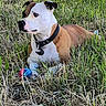 Uhana participe au concours pour gagner de l'argent avec cette photo : dog, grass, ball, outdoor, pet, collar, fence, brown, white, animal, play, nature, field, canine, resting, summer, sunlight, ears, side_view, alert