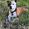 dog, brown_and_white, grass, outdoor, ball, pet, collar, fence, nature, animal, playful, canine, laying_down, greenery, summer, daylight, field, alert, domestic_animal, muzzle