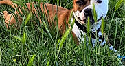 Uhana participe au concours pour gagner de l'argent avec cette photo : dog, grass, outdoor, field, pet, canine, nature, animal, greenery, relaxed, lying_down, brown, white, collar, summer, sunlight, muzzle, ears, flora, scenery