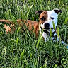 Uhana participe au concours pour gagner de l'argent avec cette photo : dog, grass, field, outdoor, animal, pet, nature, greenery, lying_down, brown, white, ears, collar, canine, summer, sunlight, peaceful, relaxed, muzzle, portrait