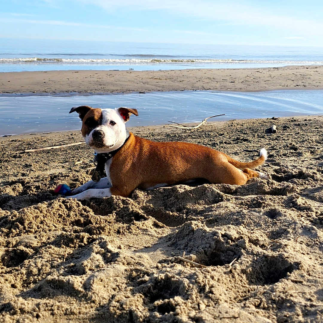 Uhana participe au concours pour gagner de l'argent avec cette photo : animal, ball, beach, boxer, bulldog, canine, coast, dog, hound, nature, outdoors, pet, pitbull, puppy, sand, sea, shoreline, sky, soil, water