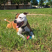 Uhana a rejoint le concours — aidez-le/la à gagner de superbes lots ! dog, grass, outdoor, sunny, ball, pet, canine, playing, park, nature, daylight, happy, tongue_out, collar, animal, greenery, trees, field, building, summer