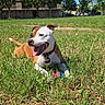 dog, grass, outdoor, sunny, ball, pet, canine, playing, park, nature, daylight, happy, tongue_out, collar, animal, greenery, trees, field, building, summer