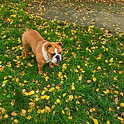 Valka a rejoint le concours — aidez-le/la à gagner de superbes lots ! bulldog, dog, grass, autumn, leaves, outdoor, pet, fall, nature, animal, brown, white, canine, leaf_litter, season, park, walking, fur, muzzle, ears
