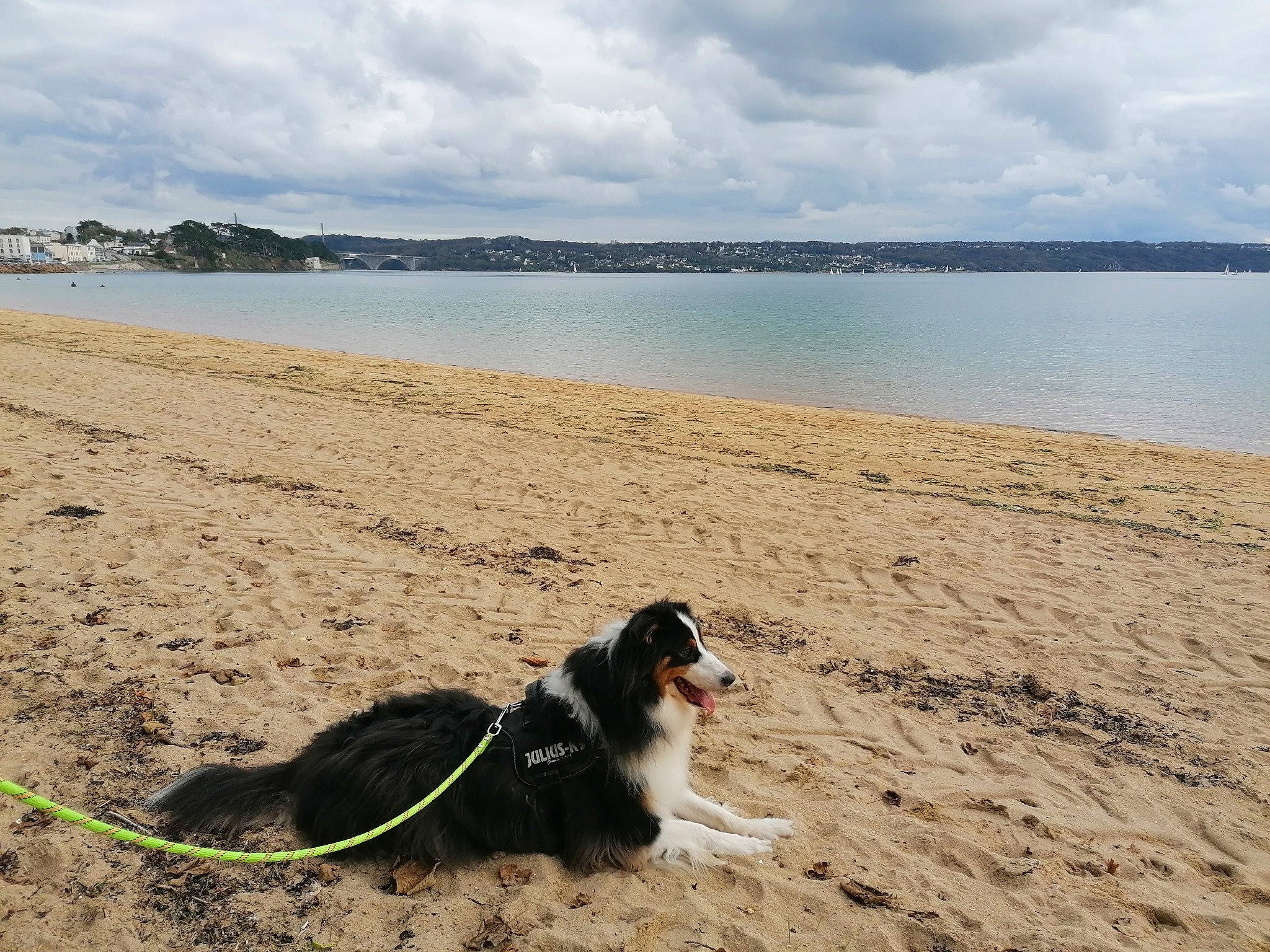 Hulk participe au concours pour gagner de l'argent avec cette photo : beach, carnivore, cloud, coast, coastal_and_oceanic_landforms, companion_dog, dog, dog_breed, herding_dog, horizon, lake, landscape, sand, shore, sky, sporting_group, water, wind_wave, wood, working_animal