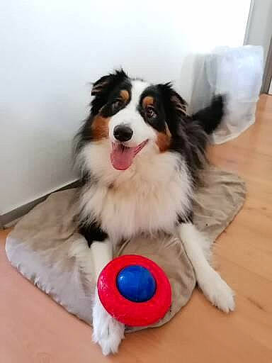 Hulk participe au concours pour gagner de l'argent avec cette photo : australian_shepherd, ball, border_collie, canidae, carnivore, collie, companion_dog, dog, dog_breed, dog_sports, dog_supply, dog_toy, flooring, fur, hardwood, herding_dog, pet_supply, recreation, sporting_group, working_dog