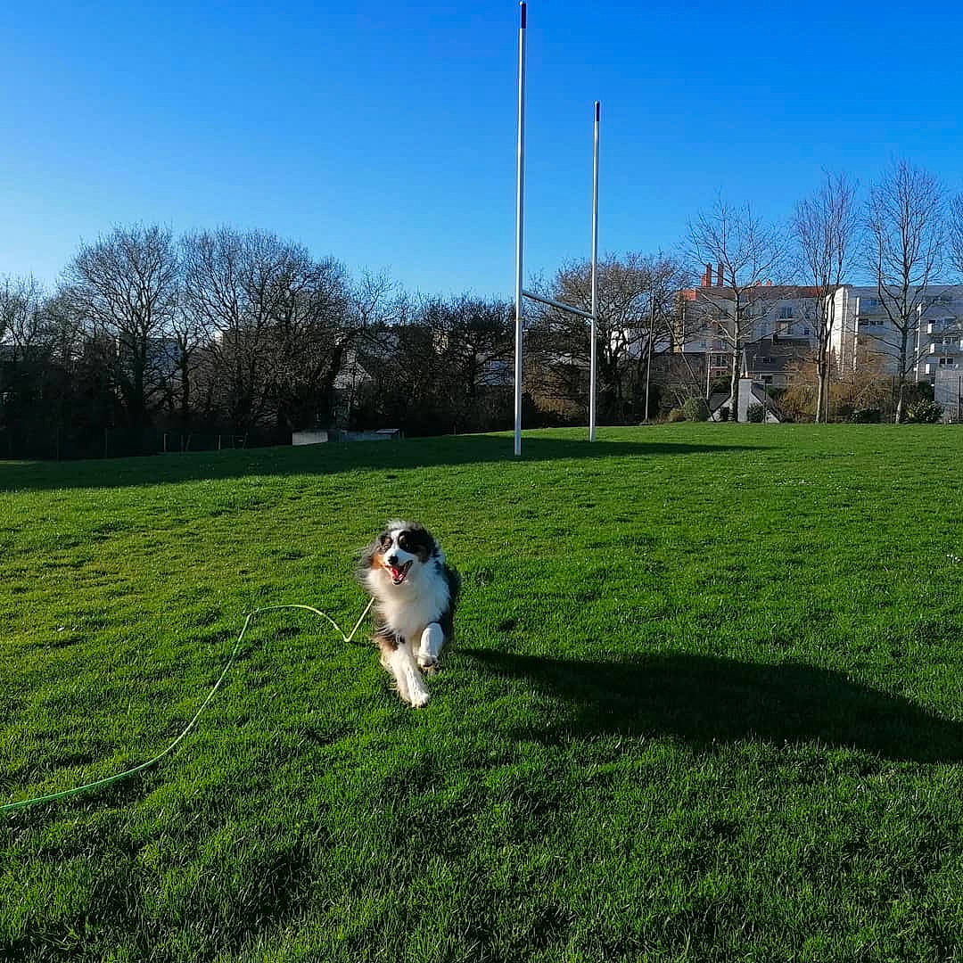 Hulk participe au concours pour gagner de l'argent avec cette photo : carnivore, companion_dog, dog, dog_breed, grass, grassland, groundcover, land_lot, landscape, lawn, meadow, natural_landscape, pasture, plant, recreation, shrub, sky, sporting_group, tail, tree