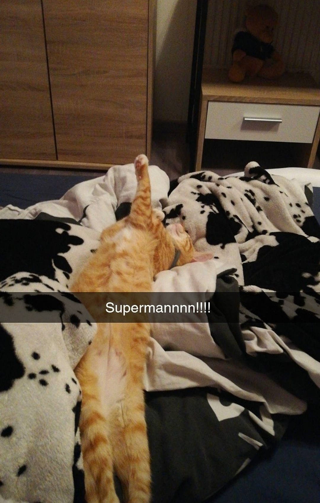 Roxane participe au concours pour gagner de l'argent avec cette photo : bed, bedding, bedroom, canidae, carnivore, cat, chair, comfort, companion_dog, couch, duvet, felidae, fur, linens, room, small_to_medium_sized_cats, sporting_group, tail, whiskers, wood