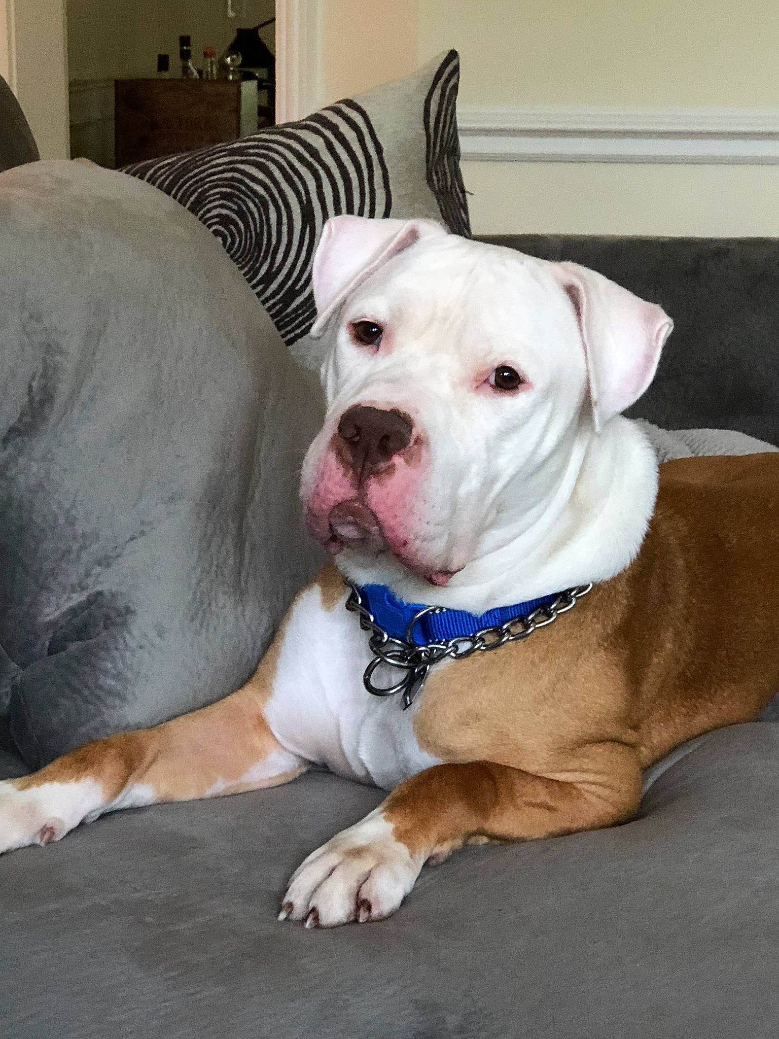 Axl joined the competition — help win amazing prizes! canidae, carnivore, collar, comfort, companion_dog, couch, dog, dog_breed, dog_collar, fawn, non_sporting_group, paw, pet_supply, puppy, snout, sporting_group, working_animal, wrinkle