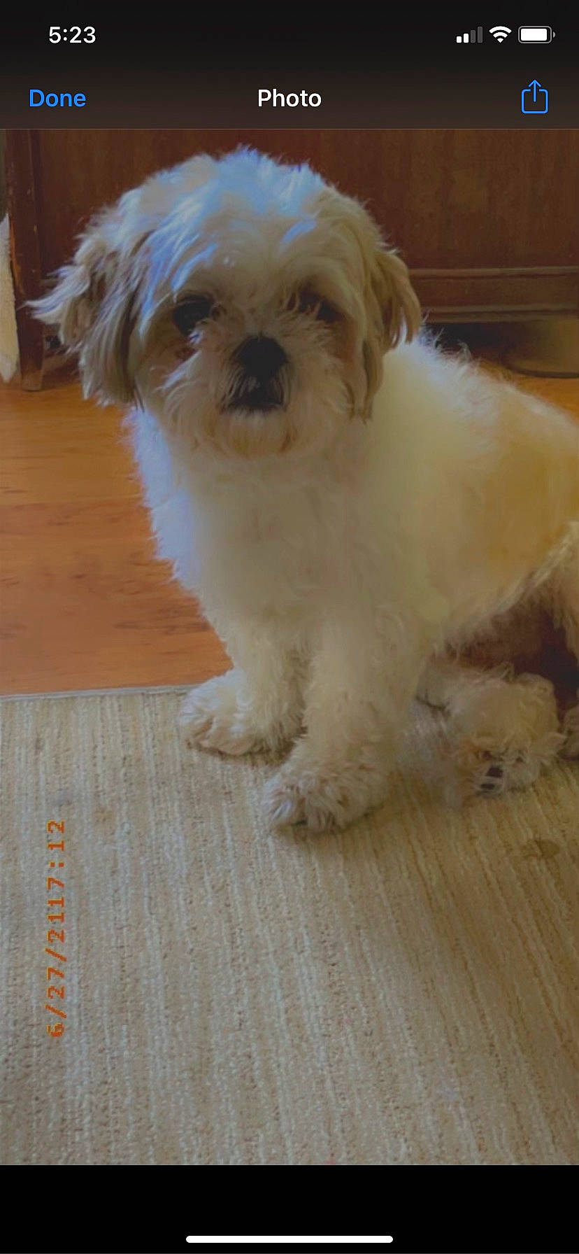 Peetie is registered to the contest to win money with this photo: canidae, carnivore, companion_dog, dog, dog_breed, fawn, flooring, fur, hardwood, liver, mal_shi, shih_poo, shih_tzu, snout, sporting_group, terrier, toy_dog, water_dog, wood, working_animal