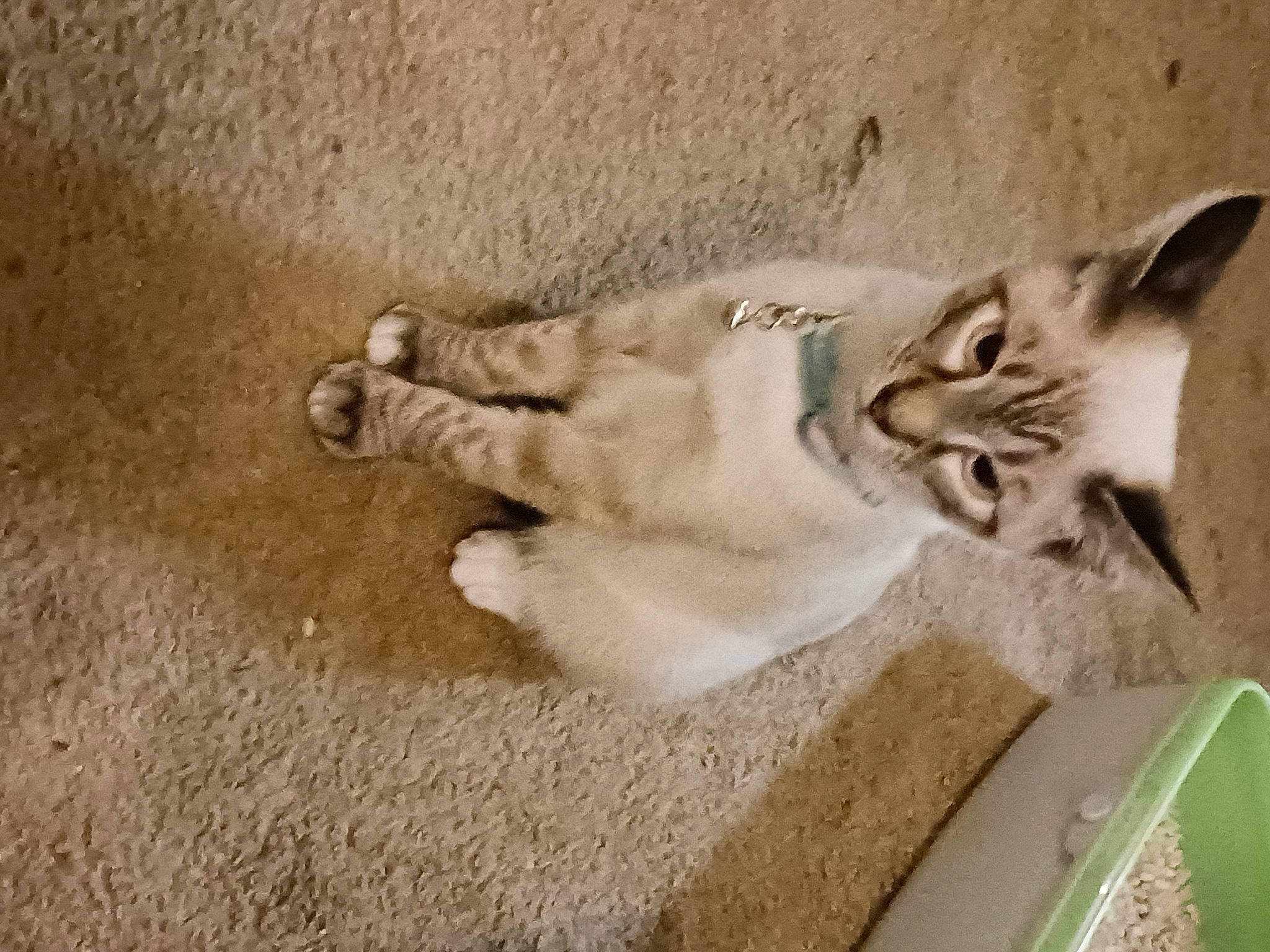 Snoopy joined the competition — help win amazing prizes! canidae, carnivore, cat, claw, domestic_short_haired_cat, door, felidae, fur, paw, photo_caption, sand, shadow, small_to_medium_sized_cats, snout, tail, thai, vehicle, whiskers, wood