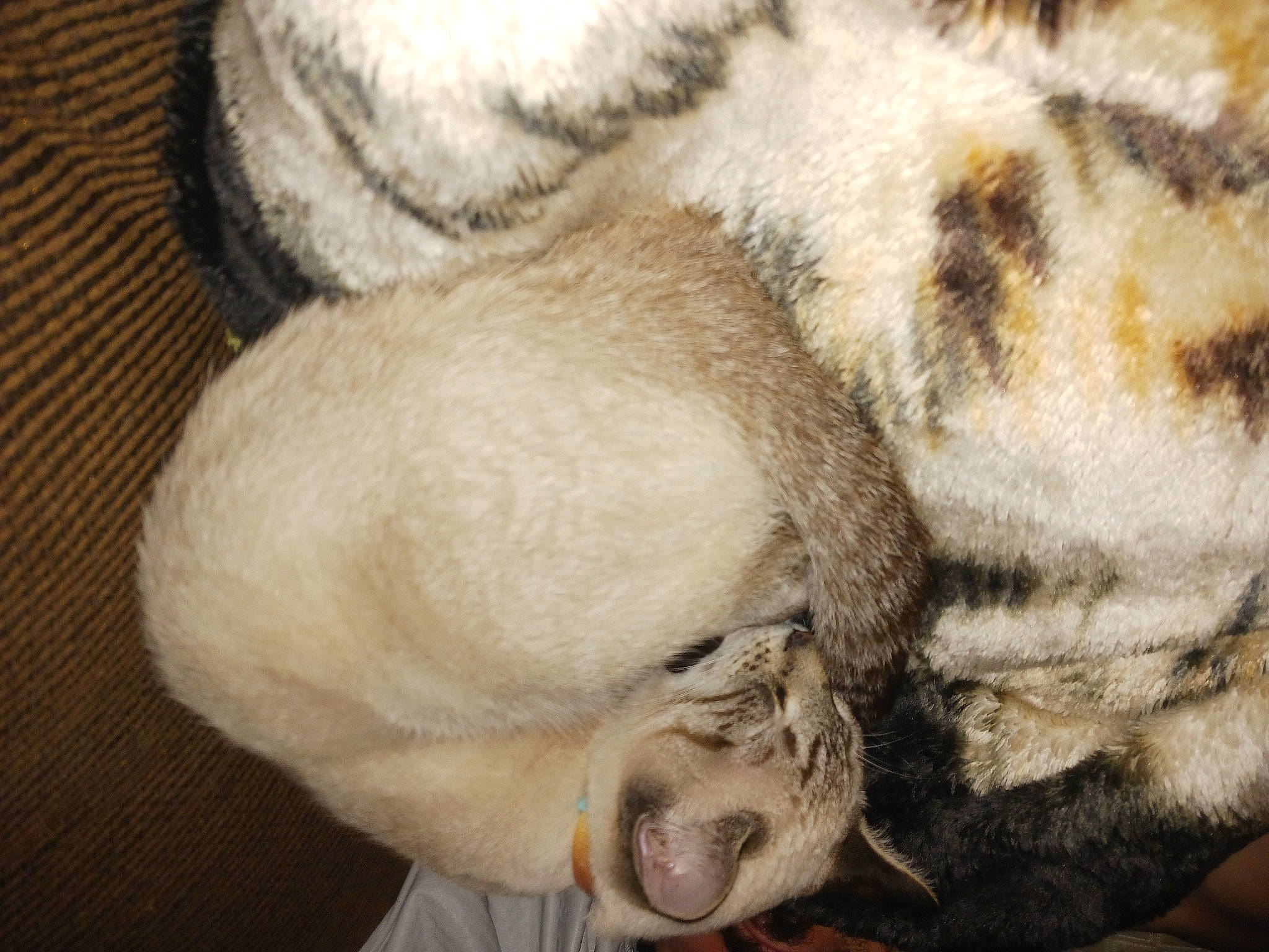 Snoopy is registered to the contest to win money with this photo: big_cats, canidae, carnivore, claw, comfort, companion_dog, dog_breed, fawn, felidae, fur, nap, paw, small_to_medium_sized_cats, snout, sporting_group, tail, terrestrial_animal, whiskers, wildlife, wrinkle