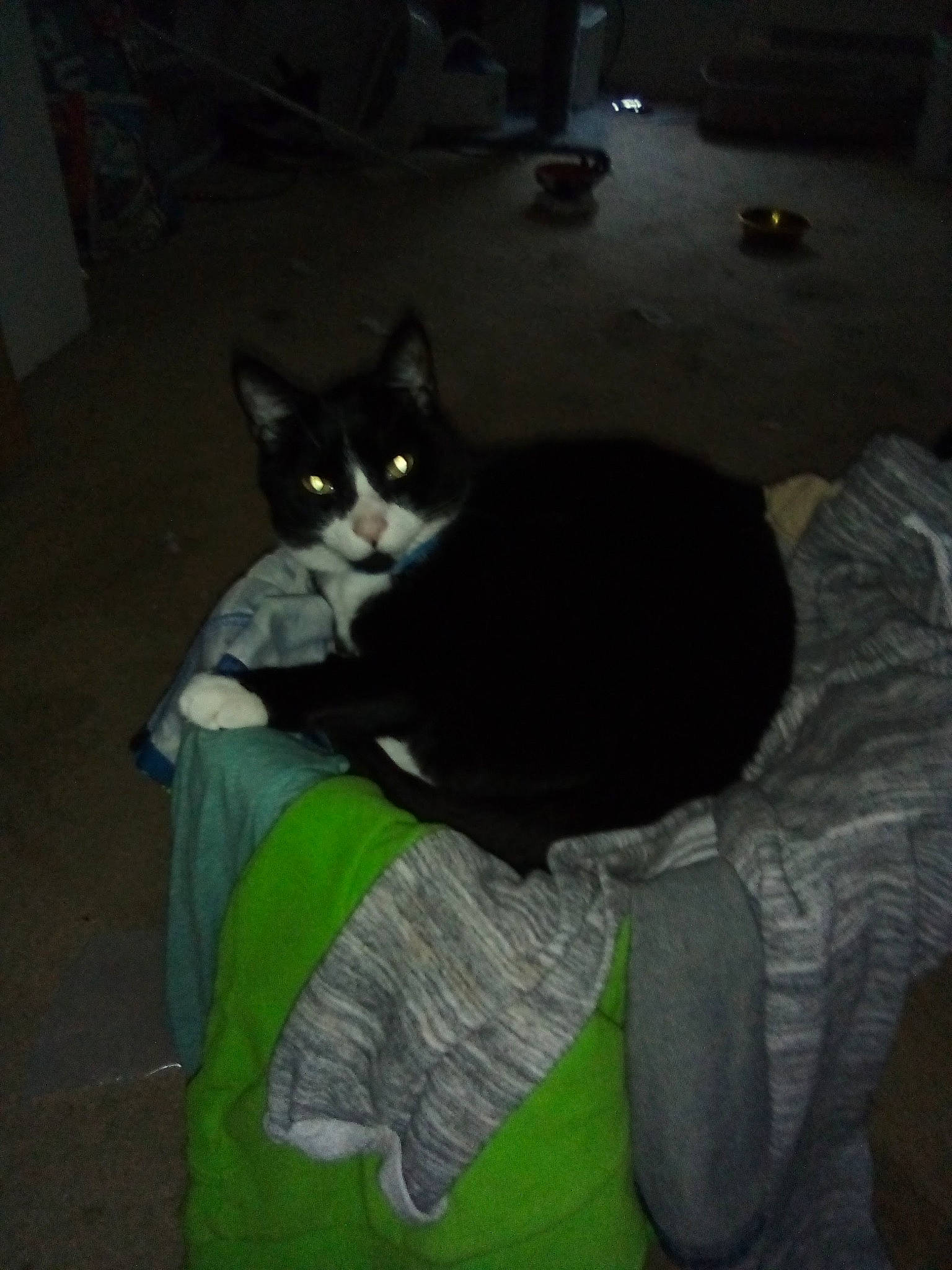 Huckle joined the competition — help win amazing prizes! black_cat, carnivore, cat, comfort, darkness, domestic_short_haired_cat, felidae, flooring, fur, grey, linens, mammal, room, sitting, small_to_medium_sized_cats, tail, whiskers