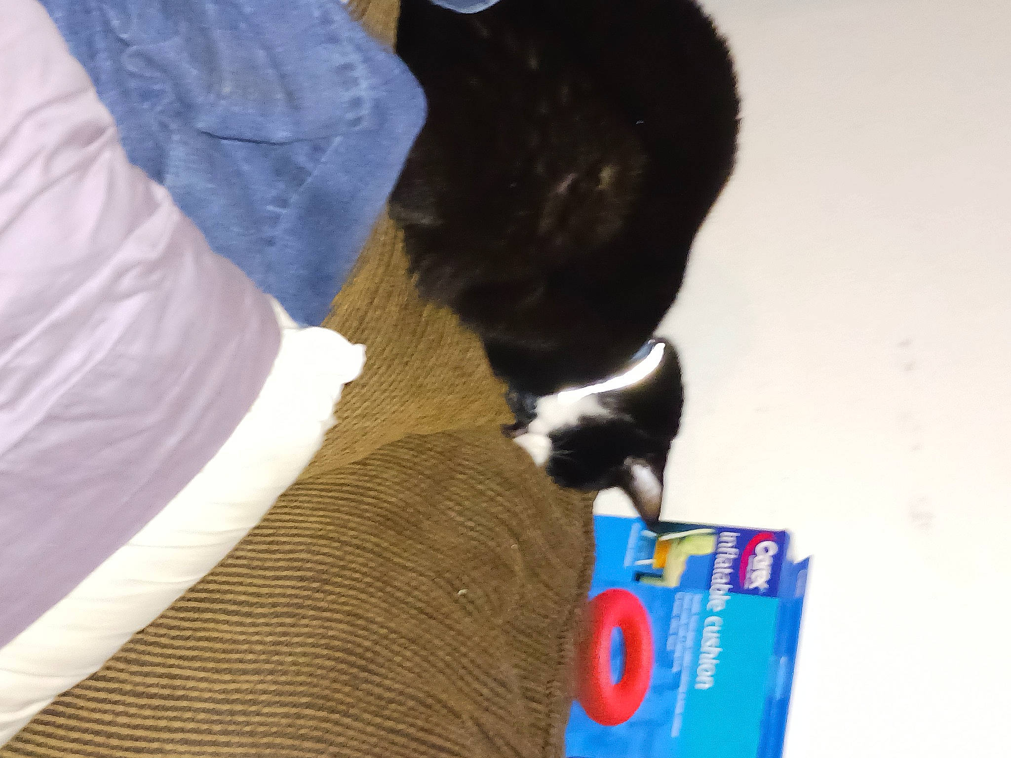 Huckle joined the competition — help win amazing prizes! canidae, carnivore, cat, cat_supply, comfort, companion_dog, dog_breed, domestic_short_haired_cat, electric_blue, felidae, flooring, fur, pet_supply, small_to_medium_sized_cats, snout, sporting_group, tail, terrestrial_animal, whiskers