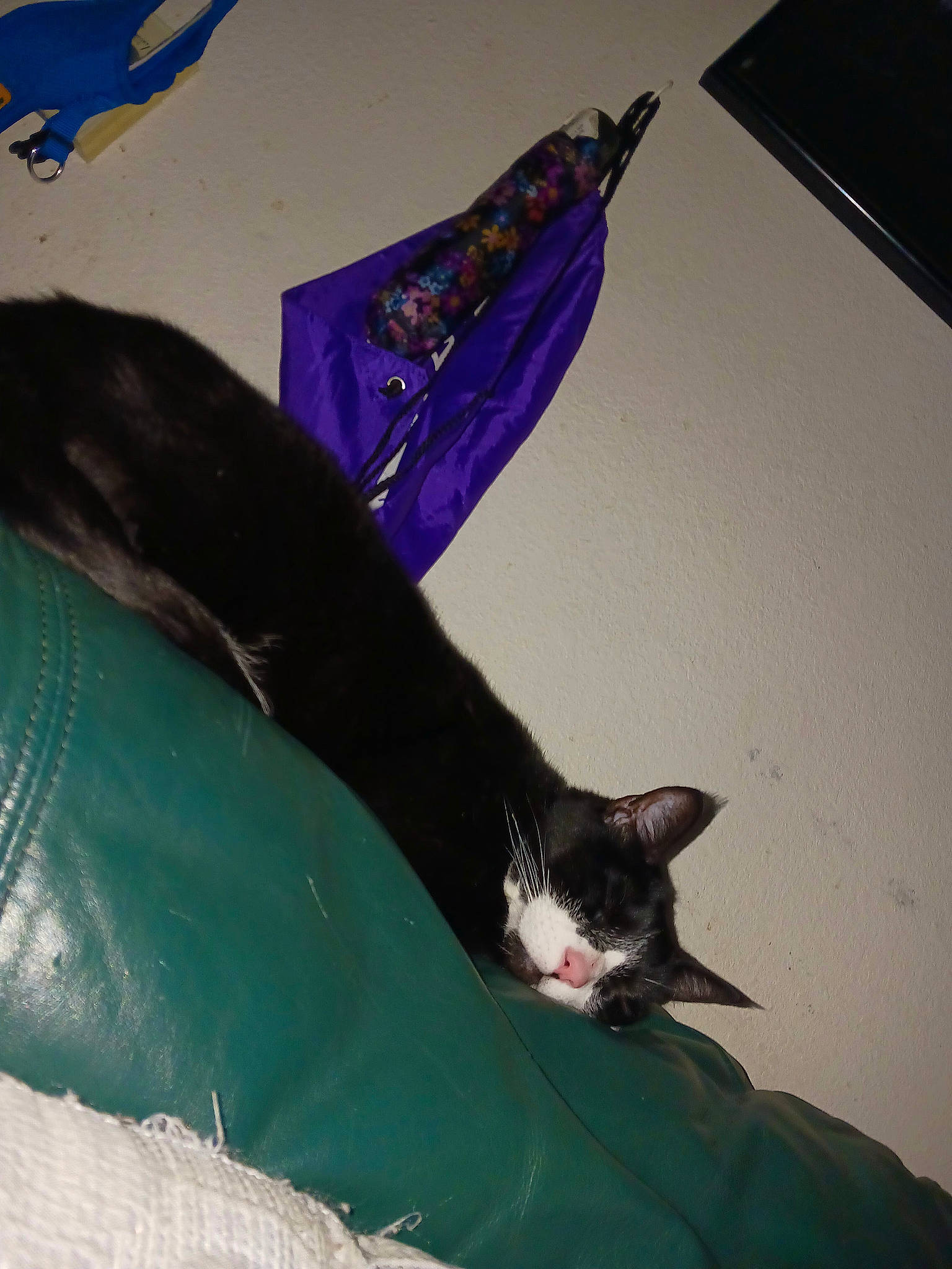 Huckle joined the competition — help win amazing prizes! art, blue, carmine, carnivore, cat, claw, comfort, domestic_short_haired_cat, electric_blue, fashion_accessory, felidae, fur, human_leg, linens, paper_product, small_to_medium_sized_cats, tail, tints_and_shades, vertebrate, whiskers