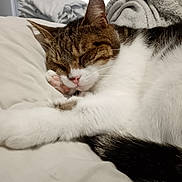 Chipie participe au concours pour gagner de l'argent avec cette photo : cat, sleeping, tabby, paw, bed, blanket, cozy, indoor, pet, fur, relaxed, cute, animal, whiskers, pink_nose, resting, domestic_cat, soft, closeup, feline