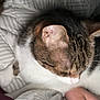 Chipie participe au concours pour gagner de l'argent avec cette photo : cat, tabby, white, striped_blanket, hand, cozy, resting, pet, animal, fur, sleeping, indoor, comfort, companion, cute, domestic, closeup, relaxing, bed, soft