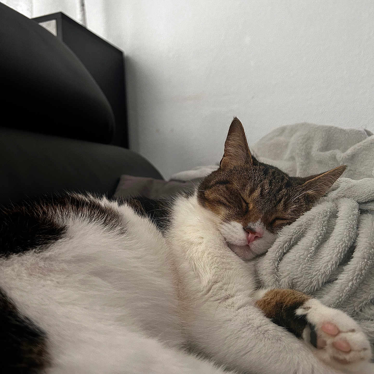 Chipie participe au concours pour gagner de l'argent avec cette photo : animal, blanket, cat, comfort, cozy, cute, fur, home, indoor, mammal, paw, pet, pink_nose, relaxing, resting, sleeping, soft, tabby, whiskers, white