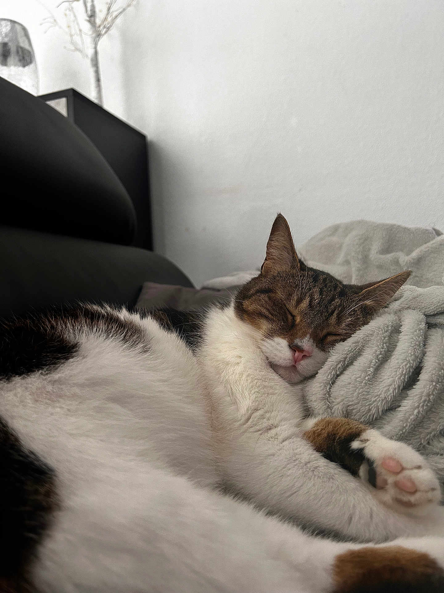 Chipie participe au concours pour gagner de l'argent avec cette photo : cat, sleeping, paw, blanket, cozy, indoor, fur, whiskers, resting, cute, pet, animal, relaxing, soft, comfort, home, mammal, tabby, white, pink_nose