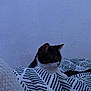 cat, bed, blanket, striped_pattern, indoor, sleepy, pet, feline, cozy, resting, textile, fabric, domestic_animal, animal, quiet, blue_tone, soft_light, comfort, home, relaxation