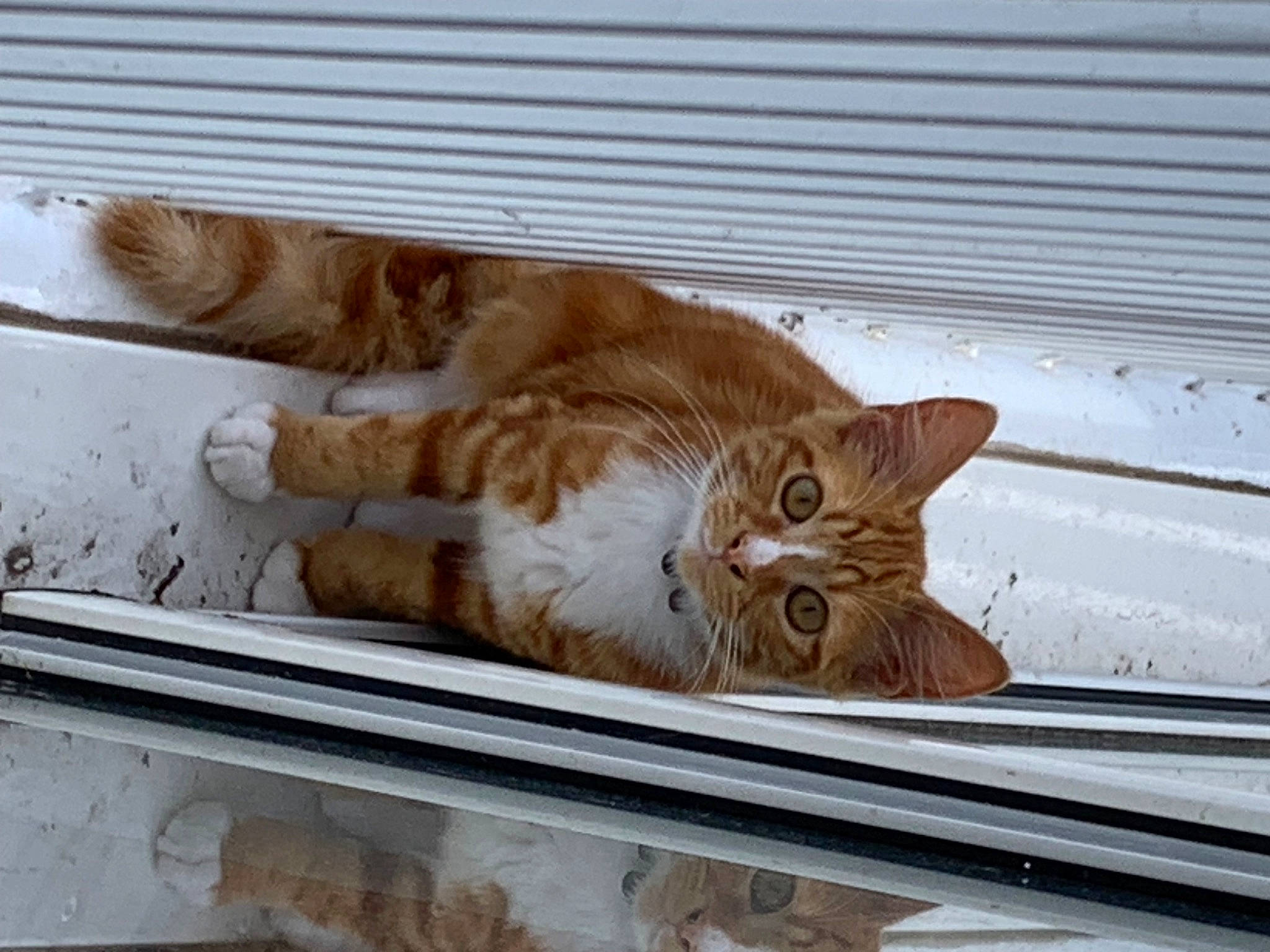 Smoky a rejoint le concours — aidez-le/la à gagner de superbes lots ! carnivore, cat, claw, comfort, domestic_short_haired_cat, fawn, felidae, flooring, fur, hardwood, metal, paw, rectangle, small_to_medium_sized_cats, snout, tail, whiskers, window, wood