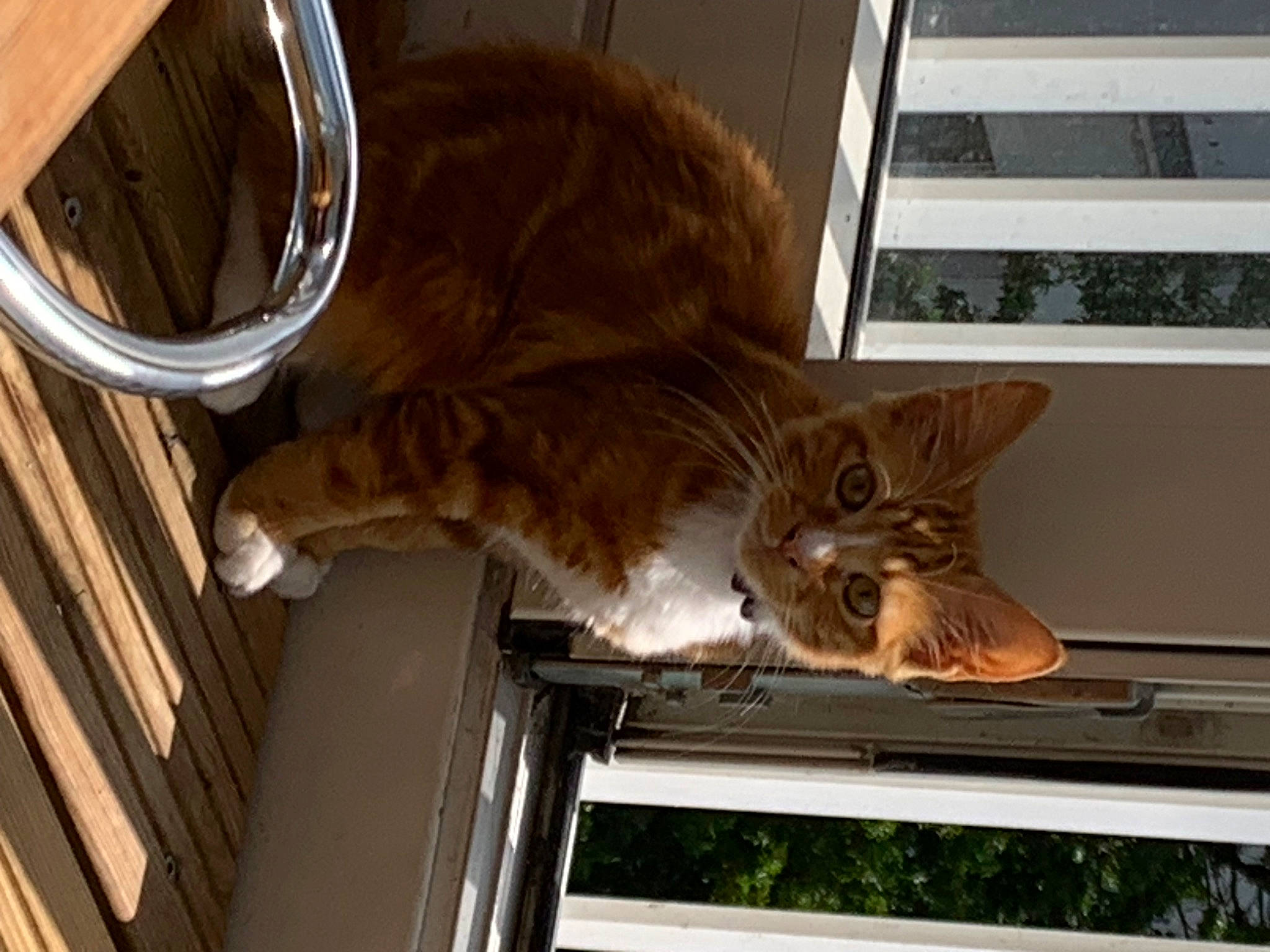 Smoky a rejoint le concours — aidez-le/la à gagner de superbes lots ! brown, carnivore, cat, claw, comfort, domestic_short_haired_cat, fawn, felidae, flooring, fur, hardwood, paw, room, small_to_medium_sized_cats, tail, whiskers, window, wood, wood_stain